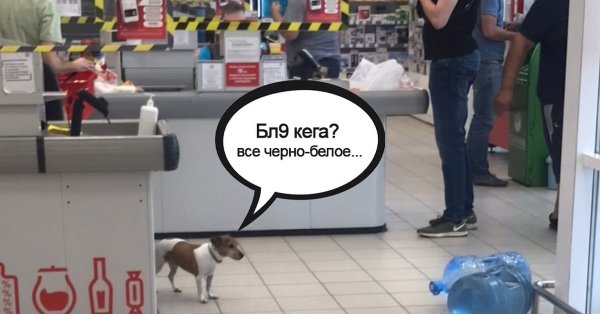 Мем собака сарделька