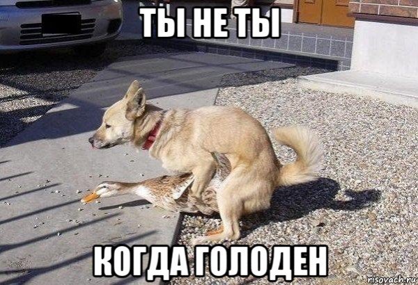 Пьющие собаки