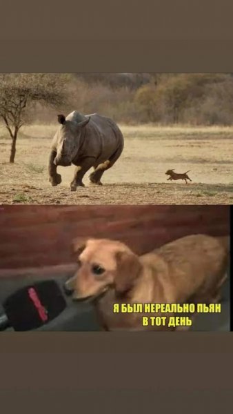 Собака с кегой