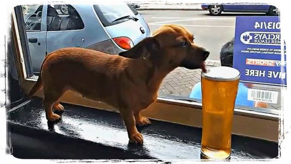 Собака пьет пиво
