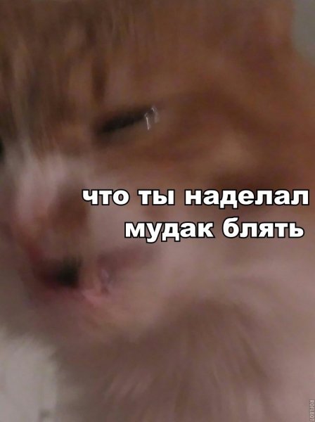 Ты чего наделал Мем