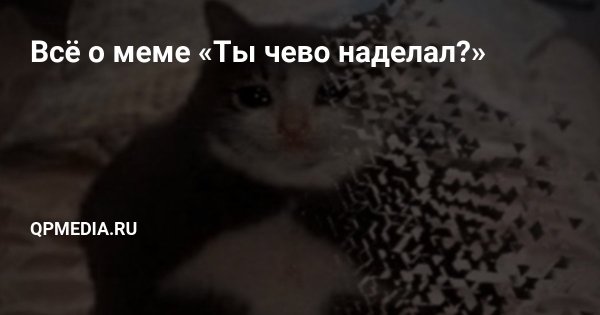Ты чего наделал кот