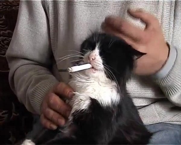 Кот с сигарой во рту