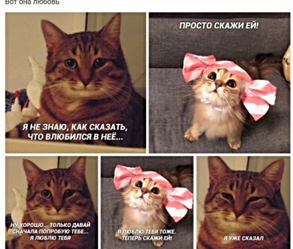Мемы про доброго кота (49 фото)