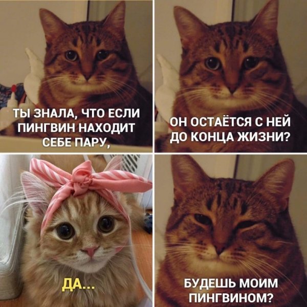Кот Мем