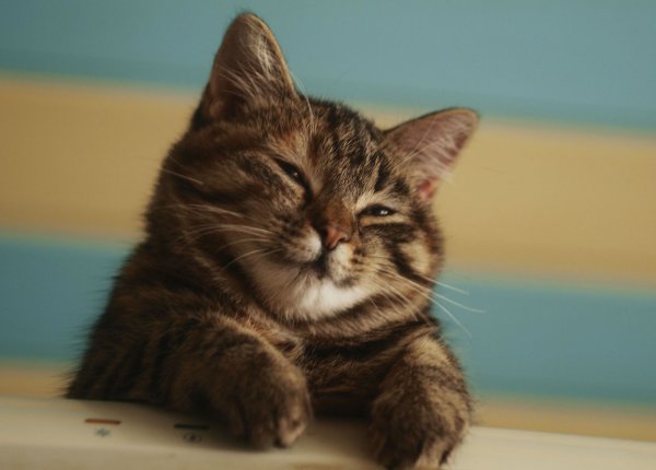 Умиляющийся котик