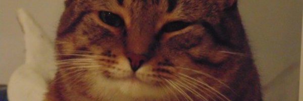 Кот с прищуром