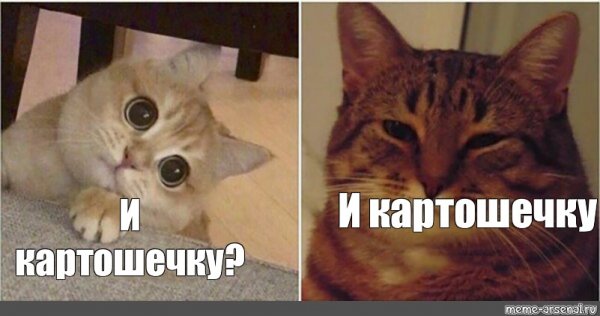 Мемы с котиками