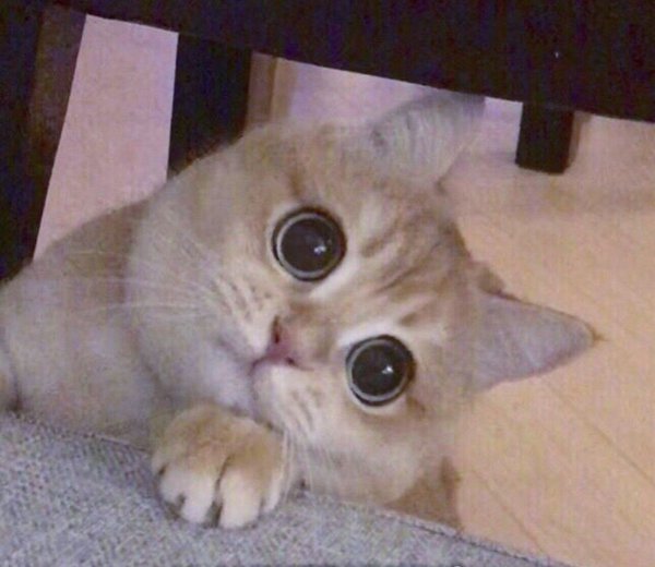 Котик спрашивает