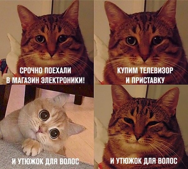 Мемы с двумя котиками