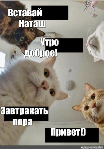 Доброе утро мемы с котами