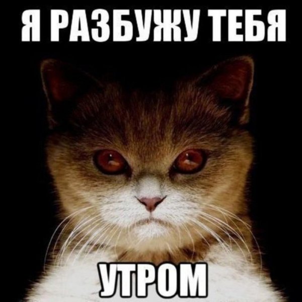 Кусь Кусь клан