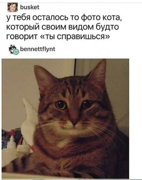 Добрый кот Мем