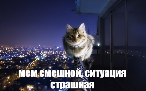 Мемы с котами на ночь