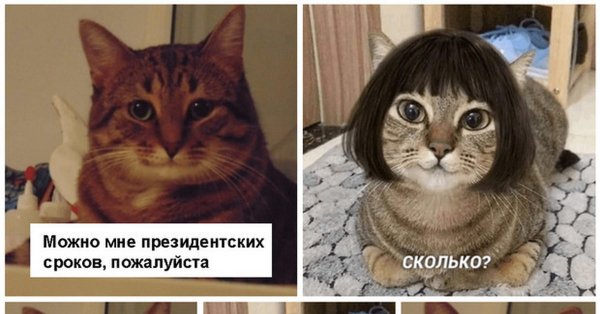 Кошечка с каре
