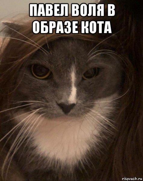 Кот Пашка