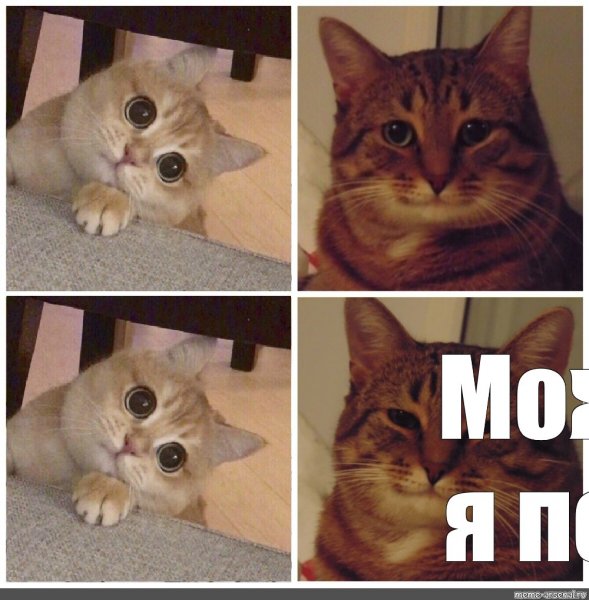Довольный кот Мем
