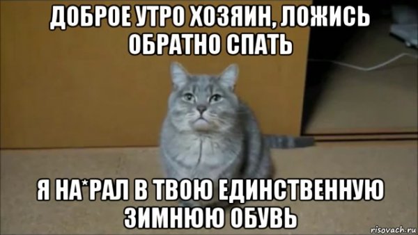 Добрый день Мем с котом