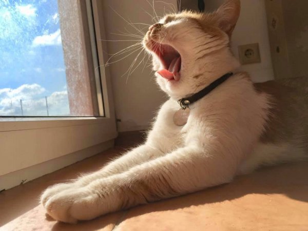 Кот неееет