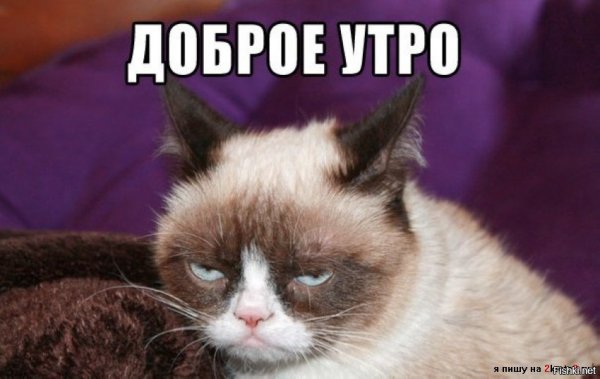 Сердитый кот с добрым утром
