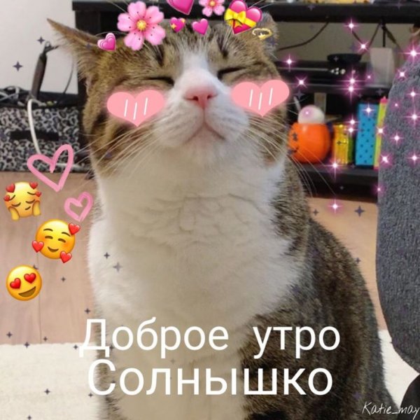 Пикчи с котами доброе утро