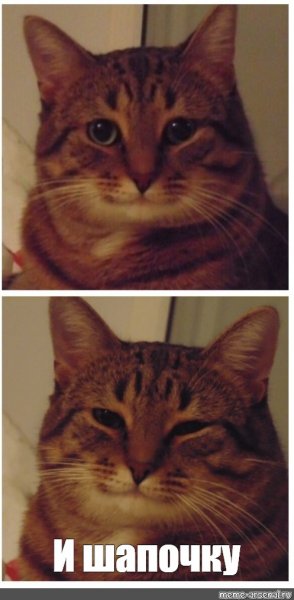 Кот с прищуром