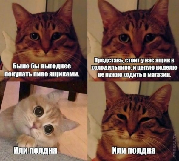 Коты в разных странах Мем