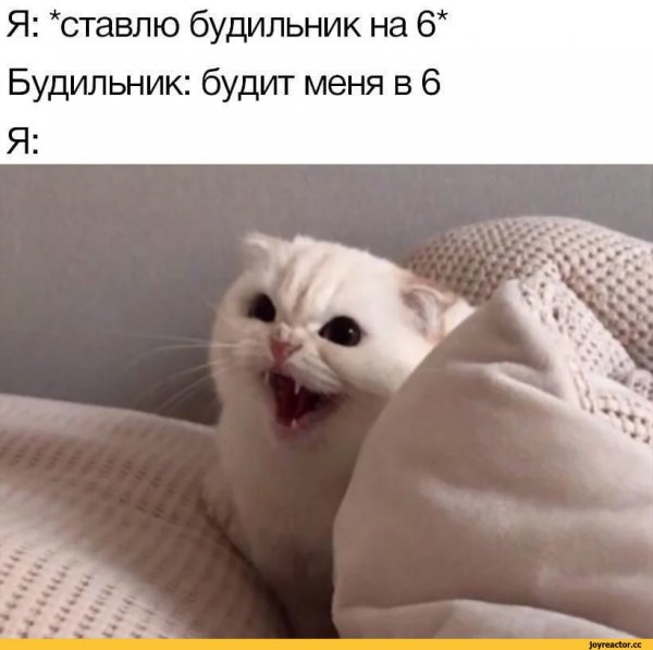Популярные мемы с котом