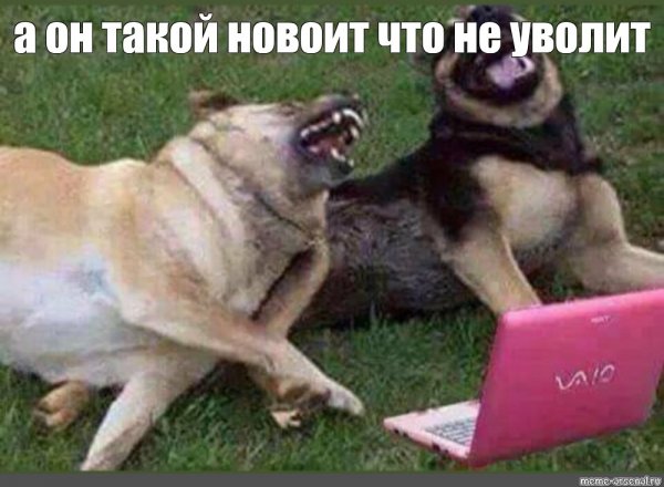 Собака смеется Мем