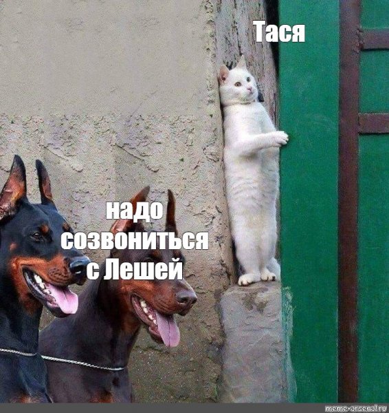 Кот и две собаки Мем