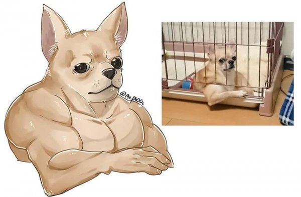 Чихуахуа качок