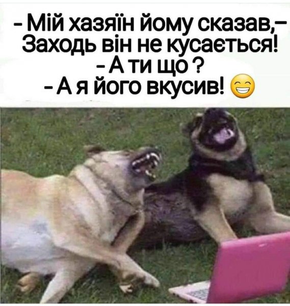 Две собаки ржут