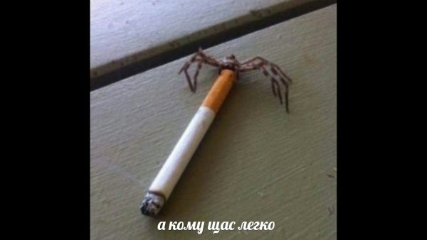 Паук курит а кому сейчас легко
