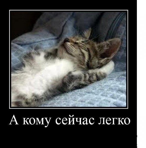 А кому сейчас легко кот