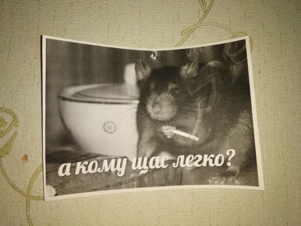 А кому сейчас легко кот