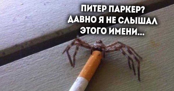 Курящий паук