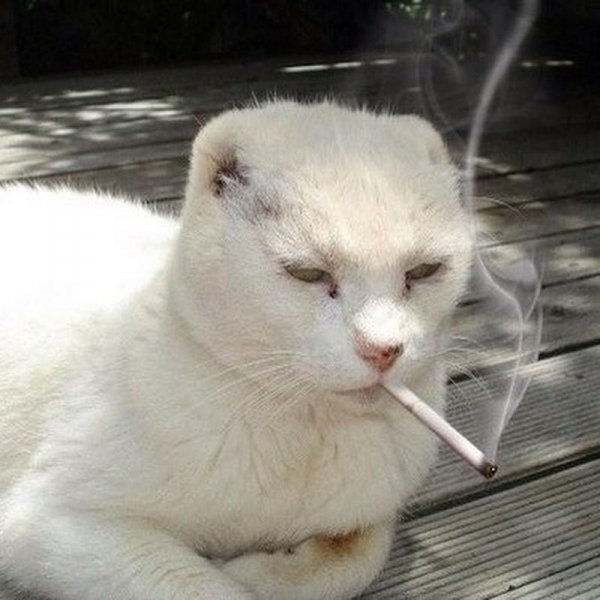 Кот с сигарой