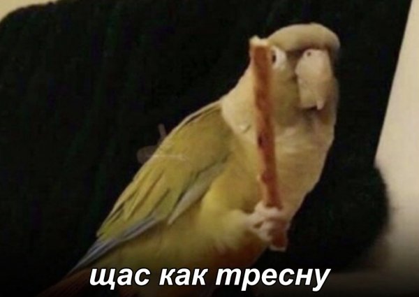 Попугай в панике