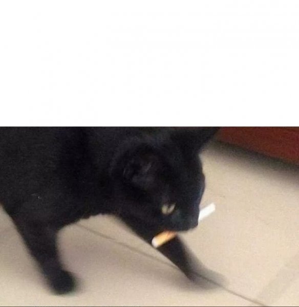 Кот с сигарой Мем