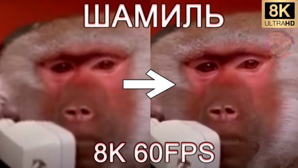 Шамиль обезьяна