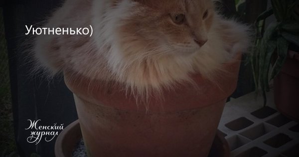 Кот флорист