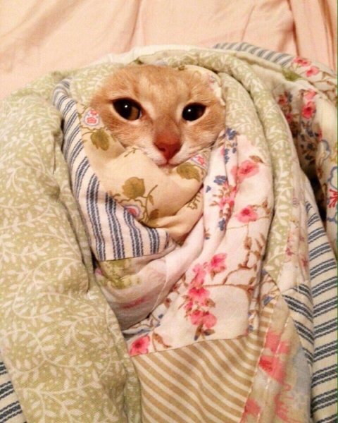 Животное в одеяле