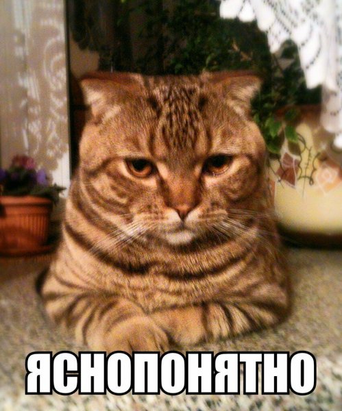 Ясно понятно кот
