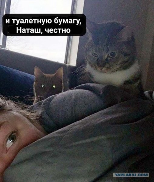 Котики Наташа вставай