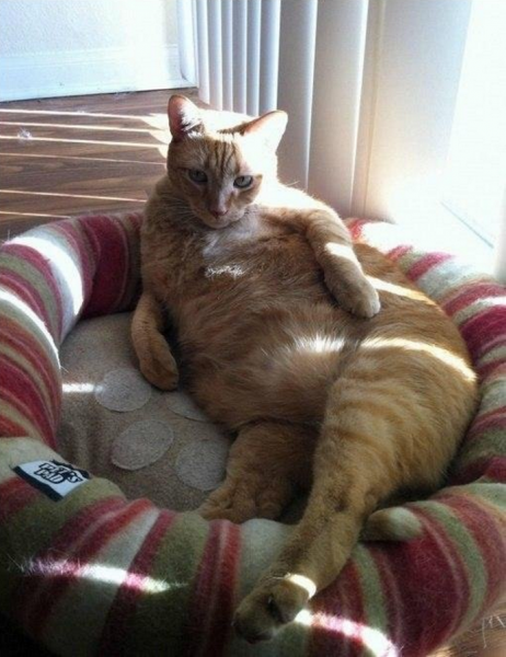 Котик балдеет