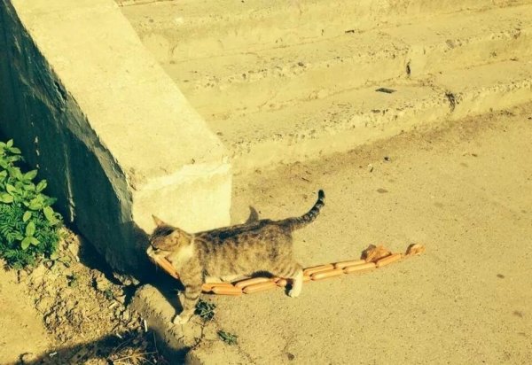Кот стащил сосиску