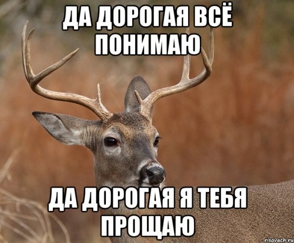 Олень да дорогая