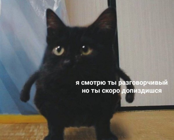 Кот ты БЫКАНУЛ