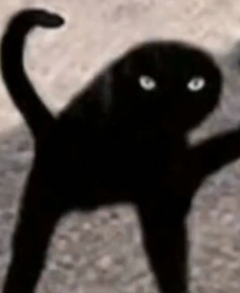Черный кот Мем