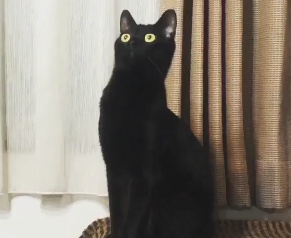 Удивлённый чёрный кот